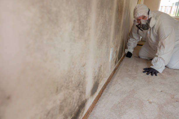Mold Documentation for Insurance Claims in North Las Vegas, NV